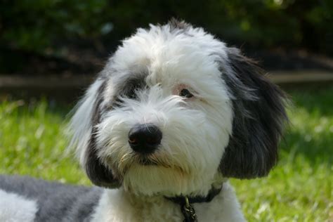 Sheepadoodle: Dog Breed Characteristics & Care