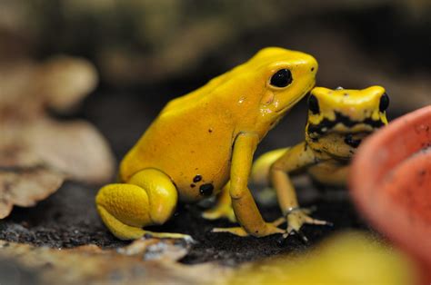 Golden poison dart frog | Chester Zoo animals