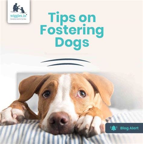 Best Tips on Fostering Dogs | Wiggles Blog