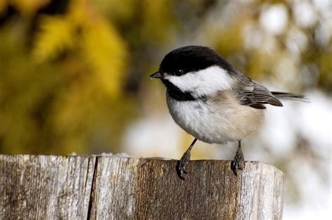 Chickadee Bird