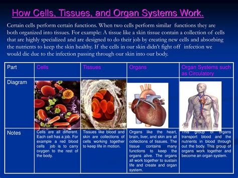 Ppt Cells Tissues Organs And Systems Powerpoint