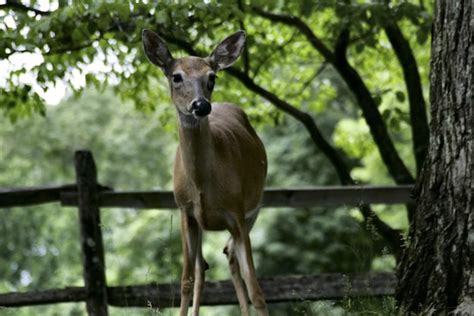 Strona 3 | Praskie zoo Zdjęcia - darmowe pobieranie na Freepik