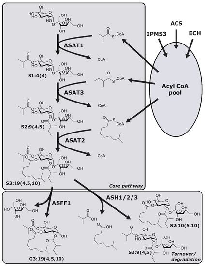 An Integrated Analytical Approach Reveals Trichome Acylsugar Metabolite ...