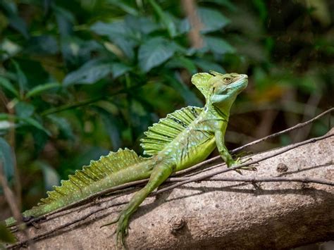 Download wallpaper 800x600 basilisk, lizard, reptile, log pocket pc ...