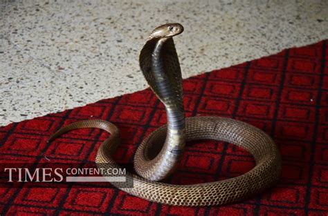Snake Feature Photo Shirala villagers welcome state gov...