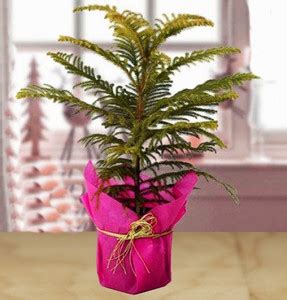 BALA PLANT CREATION Christmas Tree Plant Price in India - Buy BALA ...
