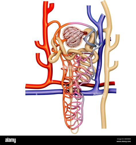 Structure of the nephron Cut Out Stock Images & Pictures - Alamy