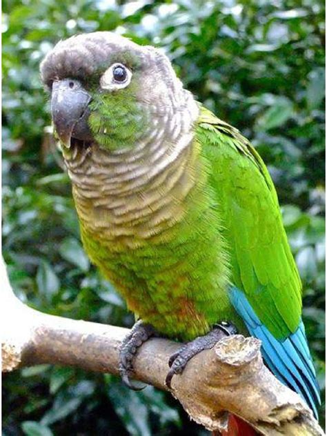 Green-cheeked Conure Care: Diet, Price, and Lifespan Guide - parrot234