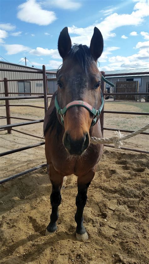 Reminic — Timber Creek Veterinary Hospital