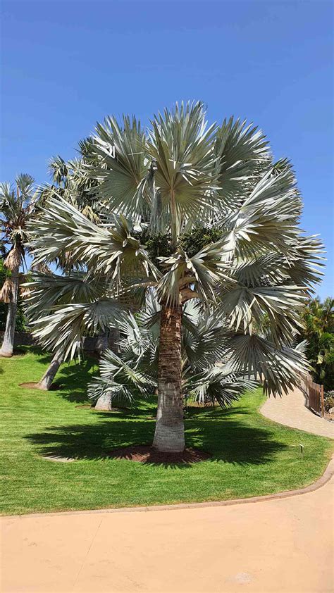 16 Different Palm Tree Varieties For Every Landscape