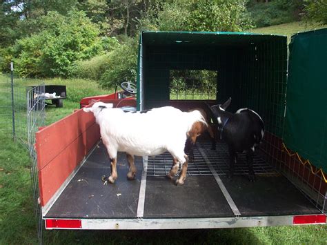 4 acres and a stream: The goats are here! (And how to build a transport ...