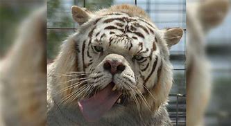 Image result for Tigre Con Sindrome De Down