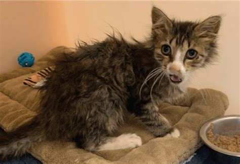 Caroline County Humane Society News | Animal Shelter