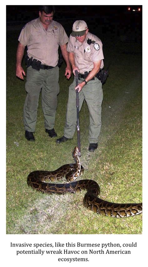 Image result for Florida Python Death Baby
