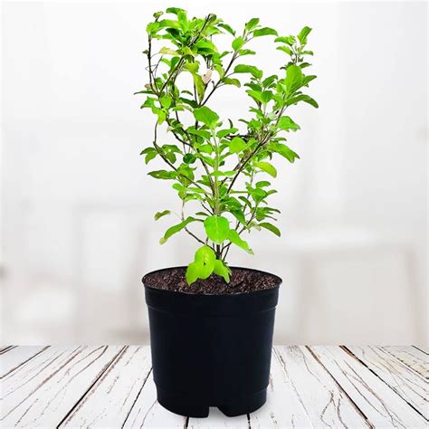 Buy Tulsi Plant Online at Best Price | Od