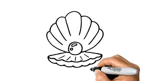 Seashell Drawing Tutorial 的图像结果