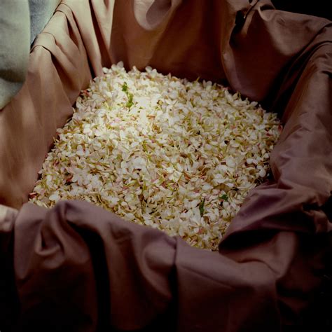 Gelsomino A Freddo Eau De Parfum - Signatures Of The Sun | Acqua di Parma