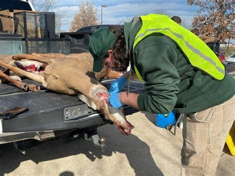 CWD Sampling 的图像结果