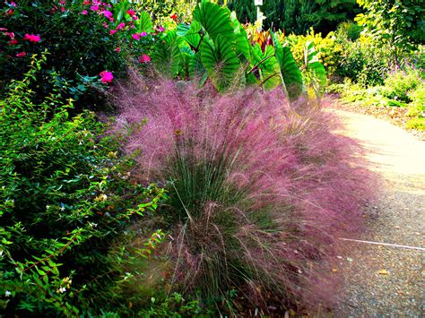 12 Best Ornamental Grasses for Your Landscape