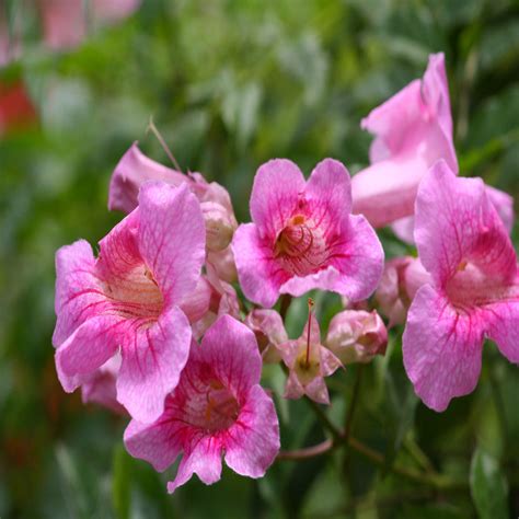 Tecoma Climber Pink - Creepers & Climbers– Exotic Flora