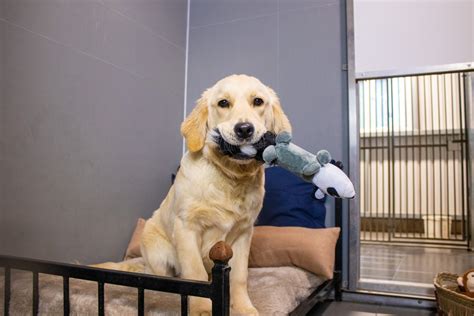 Choosing the Right Boarding Facility: Checklist for Dog Owners – Best Puppies For Sale Singapore ...