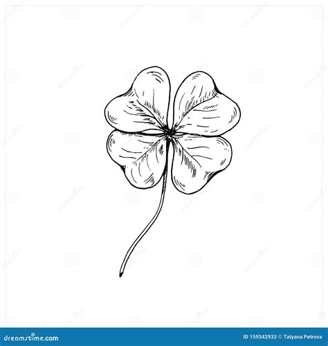 Clover Sketch. Hand Drawn Four Leaf Clover Stock Vector - Illustration ...