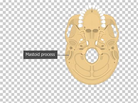 Image result for Temporal Bone Mastoid Process