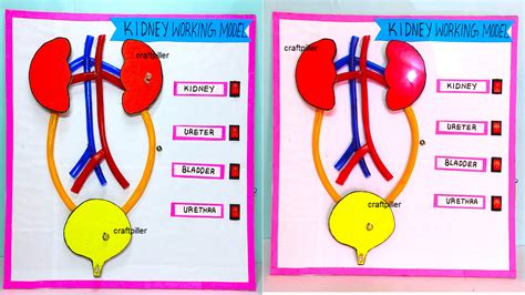 Working Model of Science Tutorial 的图像结果