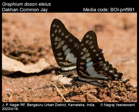 Graphium doson eleius | Butterfly