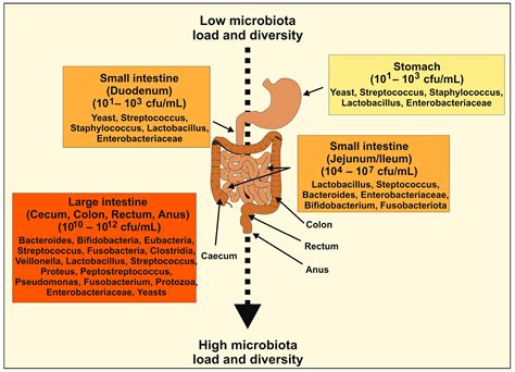Effects of Probiotics on Gut Microbiota: An Overview