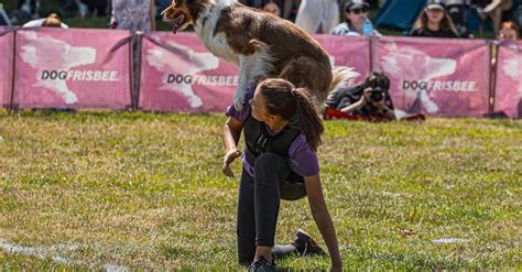 Border Collie Trick Training 的图像结果