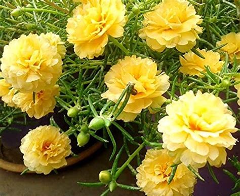 WoFLoo Portulaca Grandiflora/Purslane Live Plant (4 Colours) with Black ...