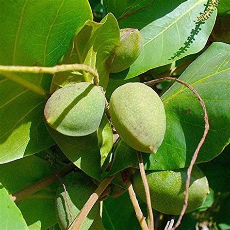 Mphmi Plants Madagascar Almond, Mini Badam, Plant Terminalia mantaly ...
