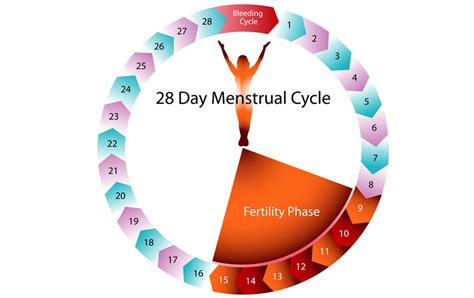 Image result for Period Cycle Explained