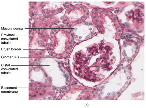 Juxtaglomerular Apparatus Histology