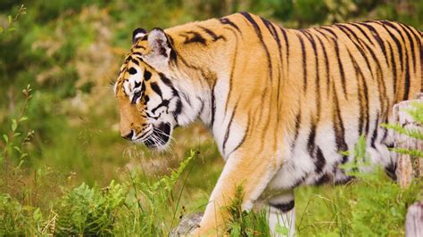 Most Strongest Animal