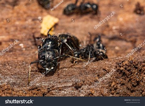 354 Carpenter Ant Queen Images, Stock Photos & Vectors | Shutterstock