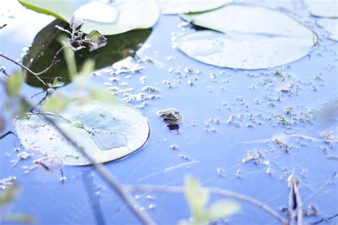 Pond 的图像结果