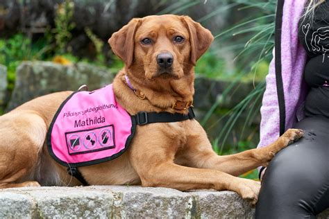 Dingo vs Dog: 8 Critical Differences Between Wild & Domestic Canines | AnimalCompare.com