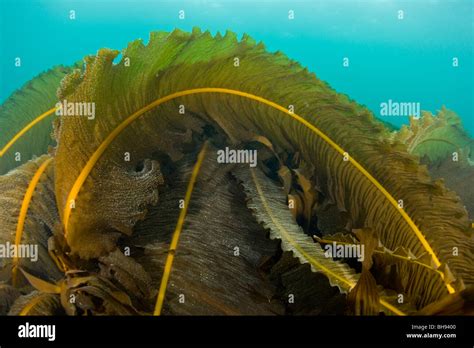 Cold Water Kelp Forest, Spitsbergen, Svalbard Archipelago, Norway Stock ...