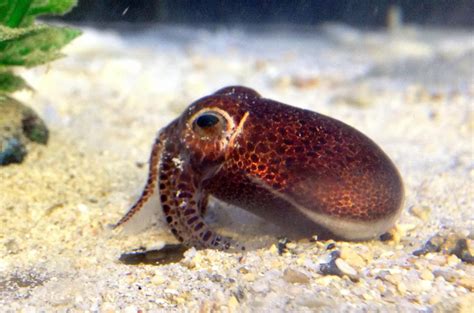 Why the Humble Squid Is the Supergenius of the Sea Hasan Jasim - ikumen