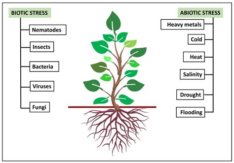 Plants Saline Environment in Perception with Rhizosphere Bacteria ...