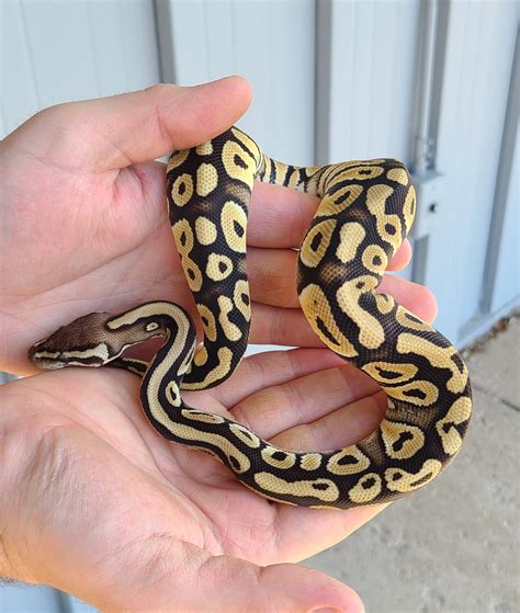 Albino Python 的图像结果