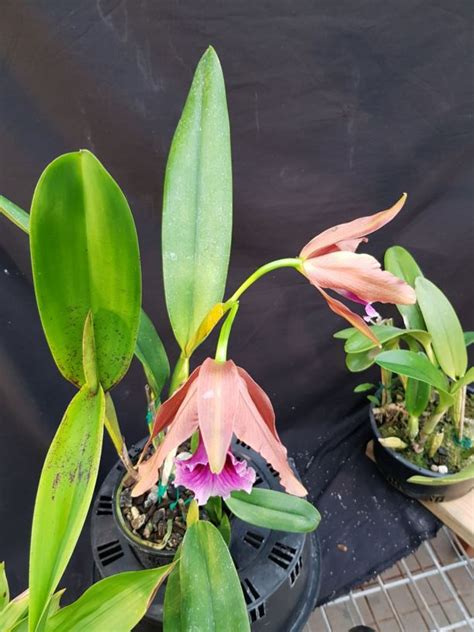 Garden Explorer | Royal Botanic Garden Sydney