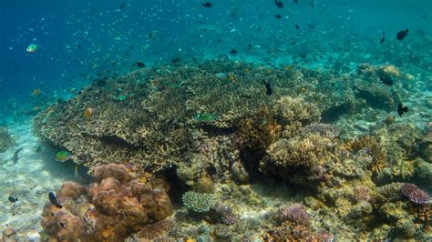 Scuba Diving In Malaysia: Top Spots For A Thrilling Underwater Adventure