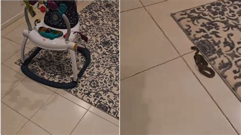 Snake Under Child's Toy: చిన్నారి ఆటబొమ్మలో భయంకర పాము.. వీడియో చూశారా ...