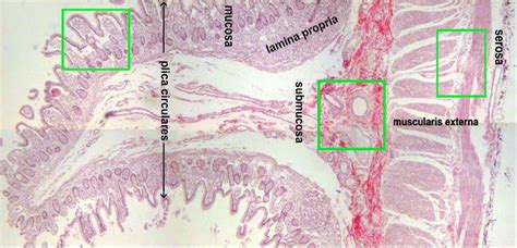 Image result for Jejunum Microscope