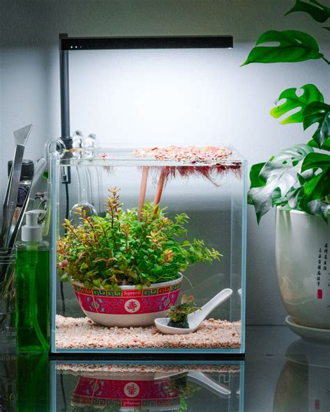 Unique dutch style planted cube aquarium with Rotala for Betta Fish ...