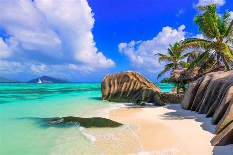 The Jellyfish Tree In Seychelles: Why Travelers Love It!