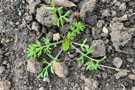 Im Kampf gegen Ungräser in Getreide: Das sind neue Herbizide im Herbst ...